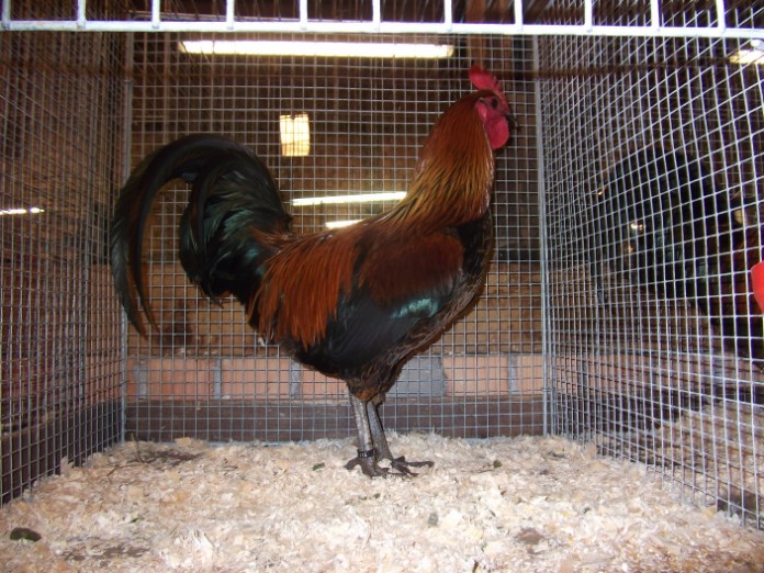  1,0 Denizli schwarz-gold, sg95